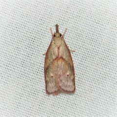 Enchocrates glaucopis