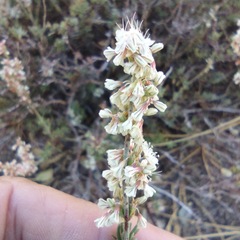 Eriogonum wrightii membranaceum