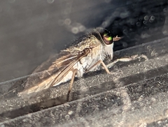 Tabanus lineola