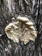 Subantrodia juniperina