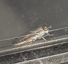 Tabanus lineola