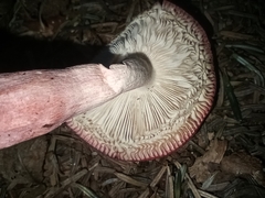 Russula rosacea