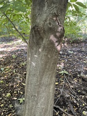 Carpinus caroliniana