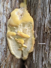 Climacocystis borealis