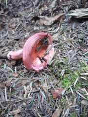 Russula rosacea