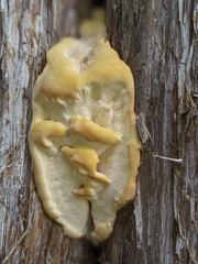 Climacocystis borealis