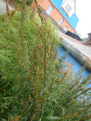 Artemisia vulgaris kamtschatica