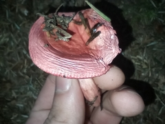 Russula rosacea