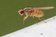 Drosophilidae