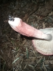 Russula rosacea