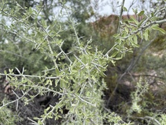 Sarcomphalus obtusifolius