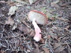 Russula rosacea