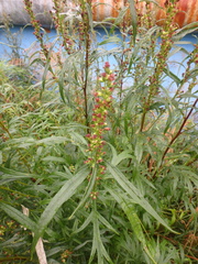 Artemisia vulgaris kamtschatica