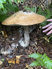 Leccinum