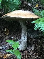 Leccinum