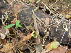 Stenocercus iridescens