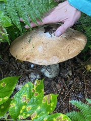 Leccinum