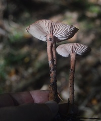 Laccaria laccata