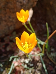 Ornithogalum maculatum