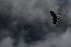 Daptrius carunculatus