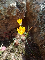 Ornithogalum maculatum