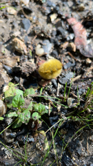 Erebidae