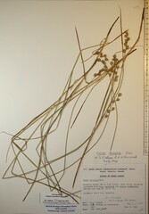 Carex echinodes