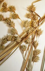 Carex echinodes