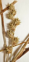 Carex echinodes