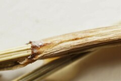 Carex echinodes