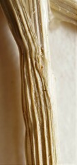 Carex echinodes