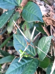 Argiope perforata