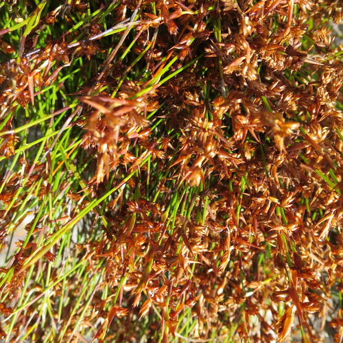 Image of Mastersiella purpurea by no rights reserved