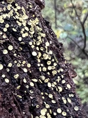 Chlorosplenium