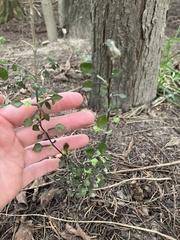 Corokia cotoneaster