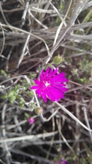 Drosanthemum intermedium