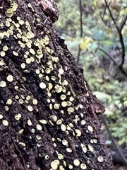 Chlorosplenium