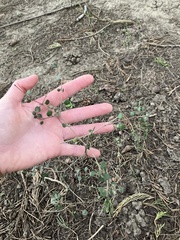 Coprosma crassifolia