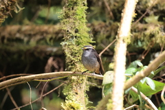 Silvicultrix frontalis