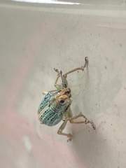 Compsus auricephalus