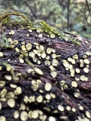 Chlorosplenium