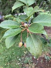 Viburnum