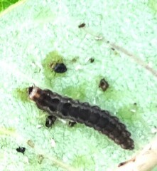 Homoeosoma electella