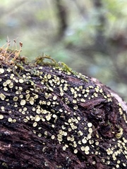Chlorosplenium