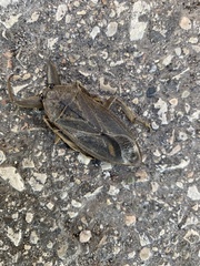 Lethocerus americanus