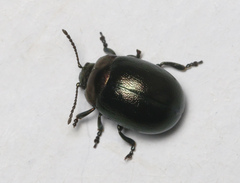 Chrysolina varians