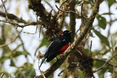 Anisognathus igniventris