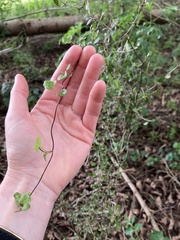 Muehlenbeckia australis
