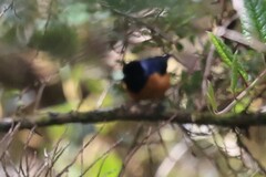 Conirostrum sitticolor