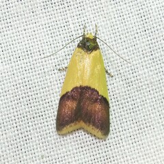 Heteroteucha dichroella